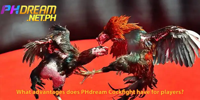 Advantages PHdream Cockfight for players